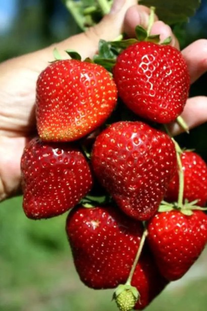 Полуниця ремонтантна ‘Кабрілло’|Fragaria  ananassa ‘Cabrillo’|Полуниця ремонтантна ‘Кабрілло’ 